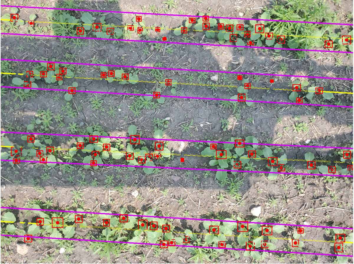 Image showing plant stgand count feature overlaid on an image of crops
