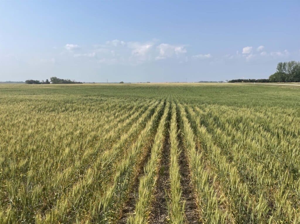 Photo of wheat crop in mid July of 2023. Hills are burnt up, mid-slopes are starting to turn, depressions are thick and green.